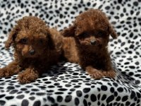 Petmode köpek çiftliğinden tea cup kore poodle
