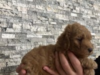 Toy poodle yavrularımız
