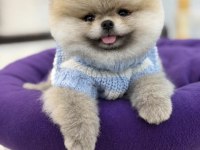 Pomeranian Boo Orjinal Rengi Ve Tüy Kaliteli Yavrumuz