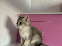 2-3 aylık british shorthair kedi