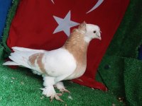 Güvercinler