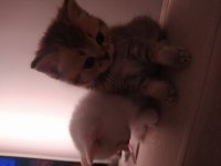 Tatlı ve sempatik british longhair