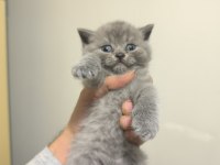British Shorthair Yavrular
