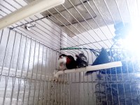 Lutino Taşıyıcı Parrotlar