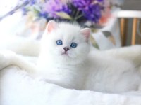Beyaz Teddy Bear Silver British Shorthair Ns1133