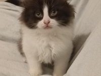 BRİTİSH LONGHAİR YAVRU KEDİLER
