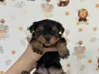 Kore surat yorkshire terrier bebeklerimiz