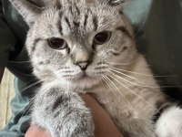Kedimiz yeni sahibini arıyor