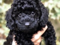 Renk renk poodle bebekler