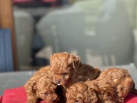 Teslime Hazır Kg Garantili Toy Poodle Yavrular