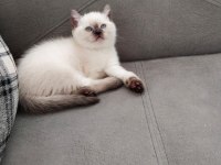 A kalite garantili british shorthair yavrularım