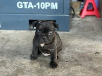 French Bulldog bebeklerimiz yeni ailelerine gitmeye hazır