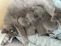 British Shorthair 4 Yavru
