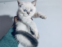 Blue point british shorthair yavrularımız yuvasını arıyor