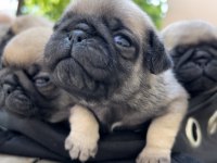 Pug yavrularımız sahiplendirilecektir
