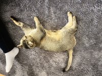 10 aylık kısırlaştırılmış 2 kardeş kızımız scottish fold