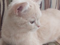 Scottish Straight uysal kedi