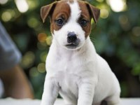 Dereceli Anne Ve Babadan FCI KIF Şecereli Köpekler