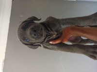 1 aylık cane corso yavrular