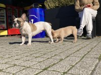 Bir insan kadar uysal french bulldog Miyamız