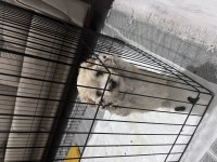 2.5 Aylık Dişi Yavrumuz Maltipoo