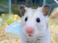 Isırma Yapmayan Yavru Hamster En Uygun Bizde