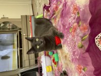 2 yaşında russian blue