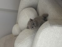 British Shorthair Yavru