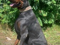 A kalite doberman bebekler