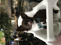 CHİHUAHUA KÖPEĞİMİZE GELİN ADAYI ARIYORUZ