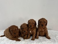 Ruhsatlı Poodle Evinden Oyuncak Boy Poodle Bebekler