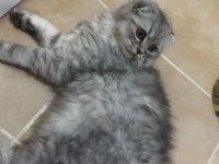 Erkek scottish fold silver tabby