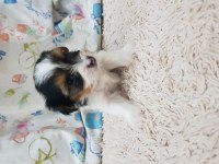 Şecereli erkek biewer yorkshire terrier