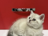 Lynx Point British Shorthair Yavrular