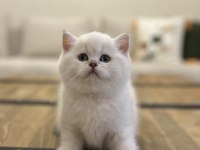 Brıtısh Shorthair Sılver Yavrularım