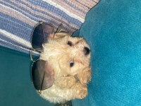 1.5 Aylık cüce maltipoo köpeklerimiz