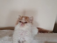 Safkan İran persian