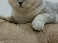 Scottish fold oğluma british eş arıyorum