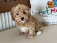 Yasal Ruhsatlı Çiftlikde Ziyarete Açık Maltipoo Yavrular