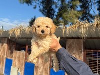 Muhteşem kalitede toy poodle yavrularımız