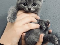 2 AYLIK YAVRU KEDİMİZİ SAHİPLENDİRİYORUZ