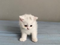 2 tane British Shorthair 1 tane Scottish Fold
