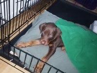 1.5 Aylık Şecereli Safkan Kızıl Doberman