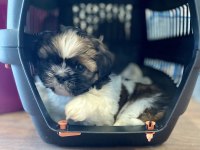 Anne altından saf kan shih tzu yavrular