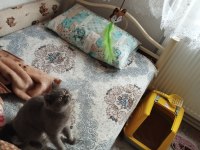 27 aylık uysal dişi british shorthair kedimiz