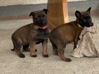 Erkek Dişi Belçika Malinois