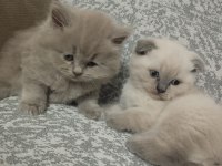 Safkan anne babanın british shorthair yavruları