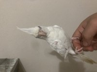 El besleme albino dişi sultan papağanı