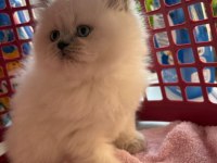 Ayı Surat Bluepoint British Shorthair