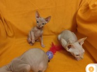 Sphynx Home Yavrular